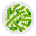 L. Acidophilus ingredient illustration
