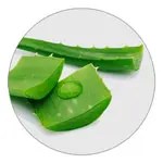 Aloe Vera ingredient illustration
