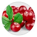 Cranberries ingredient illustration