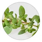 Oregano ingredient illustration