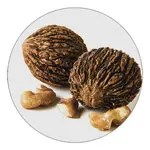 Black Walnut ingredient illustration
