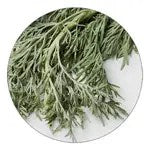 Wormwood ingredient illustration