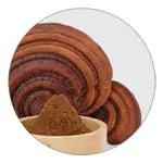 Reishi ingredient illustration