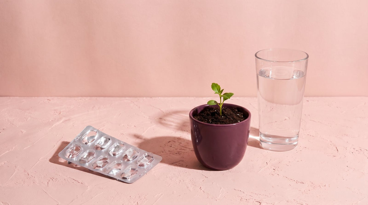 An empty blister card, a seedling sprouting in a plum pot and a glass of water on blush plaster